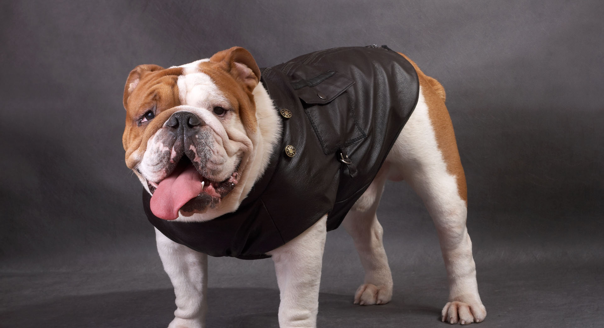 Ropa para perros